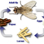 insect pest